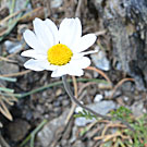 Fleurs des Causses et des Cévennes, Anthémis de Colonna, fiche descriptive, photos