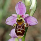 Fleurs des Causses et des Cévennes, Ophrys bécasse, fiche descriptive, photos