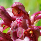 Fleurs des Causses et des Cévennes, Orchis punaise, fiche descriptive, photos