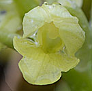 Fleurs des Causses et des Cévennes, Orchis pâle, fiche descriptive, photos