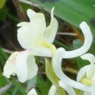 Fleurs des Causses et des Cévennes, Orchis de Provence, fiche descriptive, photos