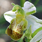 Fleurs des Causses et des Cévennes, Ophrys abeille bicolore, fiche descriptive, photos