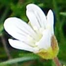 Fleurs des Causses et des Cévennes, Minuartie de Diomède, fiche descriptive, photos