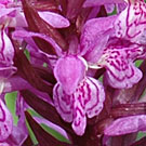 Fleurs des Causses et des Cévennes, Orchis de mai, fiche descriptive, photos