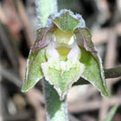 Fleurs des Causses et des Cévennes, Epipactis à petites feuilles, fiche descriptive, photos