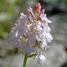 Fleurs des Causses et des Cévennes, Orchis pyramidal rose très pâle, fiche descriptive, photos