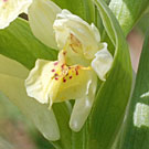 Fleurs des Causses et des Cévennes, Orchis sureau, fiche descriptive, photos