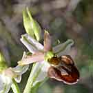 Fleurs des Causses et des Cévennes, Ophrys en forme d'araignée, fiche descriptive, photos