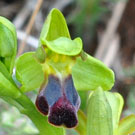 Fleurs des Causses et des Cévennes, Ophrys sillonné, fiche descriptive, photos