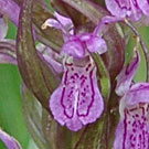 Fleurs des Causses et des Cévennes, Orchis incarnat, fiche descriptive, photos