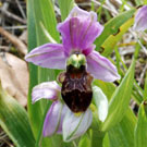 Fleurs des Causses et des Cévennes,Ophrys bécasse, fiche descriptive, photos