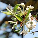 Fleurs des Causses et des Cévennes, Poirier à feuilles d'amandier, fiche descriptive, photos
