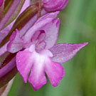 Fleurs des Causses et des Cévennes, Orchis pyramidal, fiche descriptive, photos