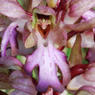 Fleurs des Causses et des Cévennes, Orchis géant, fiche descriptive, photos