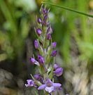 Fleurs des Causses et des Cévennes, Orchis odorant, fiche descriptive, photos