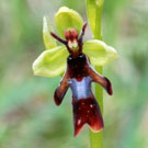 Fleurs des Causses et des Cévennes, Ophrys mouche, fiche descriptive, photos
