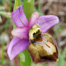 Fleurs des Causses et des Cévennes, Ophrys de l'Aveyron, fiche descriptive, photos