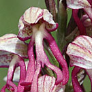 Fleurs des Causses et des Cévennes, Orchis singe x Orchis homme pendu, fiche descriptive, photos