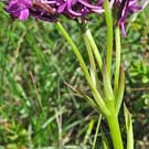 Fleurs des Causses et des Cévennes, Orchis pyramidal lusus, fiche descriptive, photos