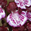 Fleurs des Causses et des Cévennes, Orchis pourpre, fiche descriptive, photos