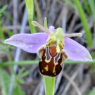 Fleurs des Causses et des Cévennes, Ophrys abeille var. aurita, fiche descriptive, photo