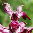 Fleurs des Causses et des Cévennes, Orchis parfumé, fiche descriptive, photos