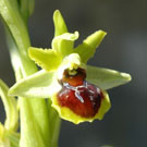 Fleurs des Causses et des Cévennes, Ophrys petite araignée, fiche descriptive, photos