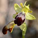 Fleurs des Causses et des Cévennes, Ophrys des lupercales, fiche descriptive, photos