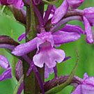 Fleurs des Causses et des Cévennes, Orchis moucheron, fiche descriptive, photos