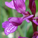 Fleurs des Causses et des Cévennes, Orchis papillon, fiche descriptive, photos