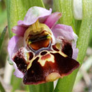 Fleurs des Causses et des Cévennes, Ophrys fausse bécasse, fiche descriptive, photos