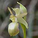 Fleurs des Causses et des Cévennes, Ophrys de mars hypochrome, photo