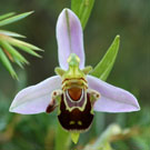 Fleurs des Causses et des Cévennes, Ophrys abeille, fiche descriptive, photos