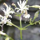 Fleurs des Causses et des Cévennes, Silène d'Italie, fiche descriptive, photos