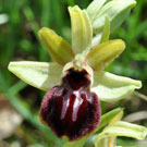 Fleurs des Causses et des Cévennes, Ophrys de la Passion, fiche descriptive, photos