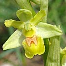 Fleurs des Causses et des Cévennes, Ophrys petite araignée hypochrome, photos