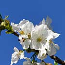 Fleurs des Causses et des Cévennes, Cerisier, fiche descriptive, photos