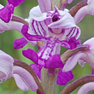 Fleurs des Causses et des Cévennes, Orchis militaire, fiche descriptive, photos