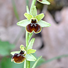 Fleurs des Causses et des Cévennes, Ophrys verdissant, fiche descriptive, photos