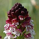 Fleurs des Causses et des Cévennes, Orchis brûlé, fiche descriptive, photos