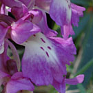 Fleurs des Causses et des Cévennes, Orchis mâle, fiche descriptive, photos