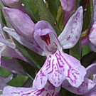 Fleurs des Causses et des Cévennes, Orchis maculé, fiche descriptive, photos