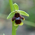 Fleurs des Causses et des Cévennes, Ophrys d'Aymonin, fiche descriptive, photos