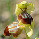 Fleurs des Causses et des Cévennes, Ophrys indéterminé du groupe fusca, photos
