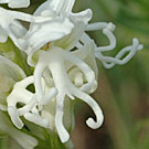 Fleurs des Causses et des Cévennes, Orchis singe de forme albinos, fiche descriptive, photos