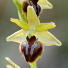 Fleurs des Causses et des Cévennes, Ophrys araignée, fiche descriptive, photos