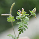 Fleurs des Causses et des Cévennes, Ornithope délicat, fiche descriptive, photos