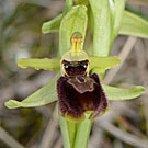 Fleurs des Causses et des Cévennes, Ophrys de mars, fiche descriptive, photos