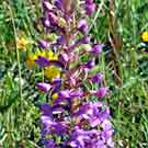 Fleurs des Causses et des Cévennes, Orchis pyramidal géant, fiche descriptive, photos