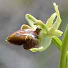 Fleurs des Causses et des Cévennes, Ophrys de Marseille, fiche descriptive, photos